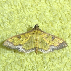 Diacme mopsalis