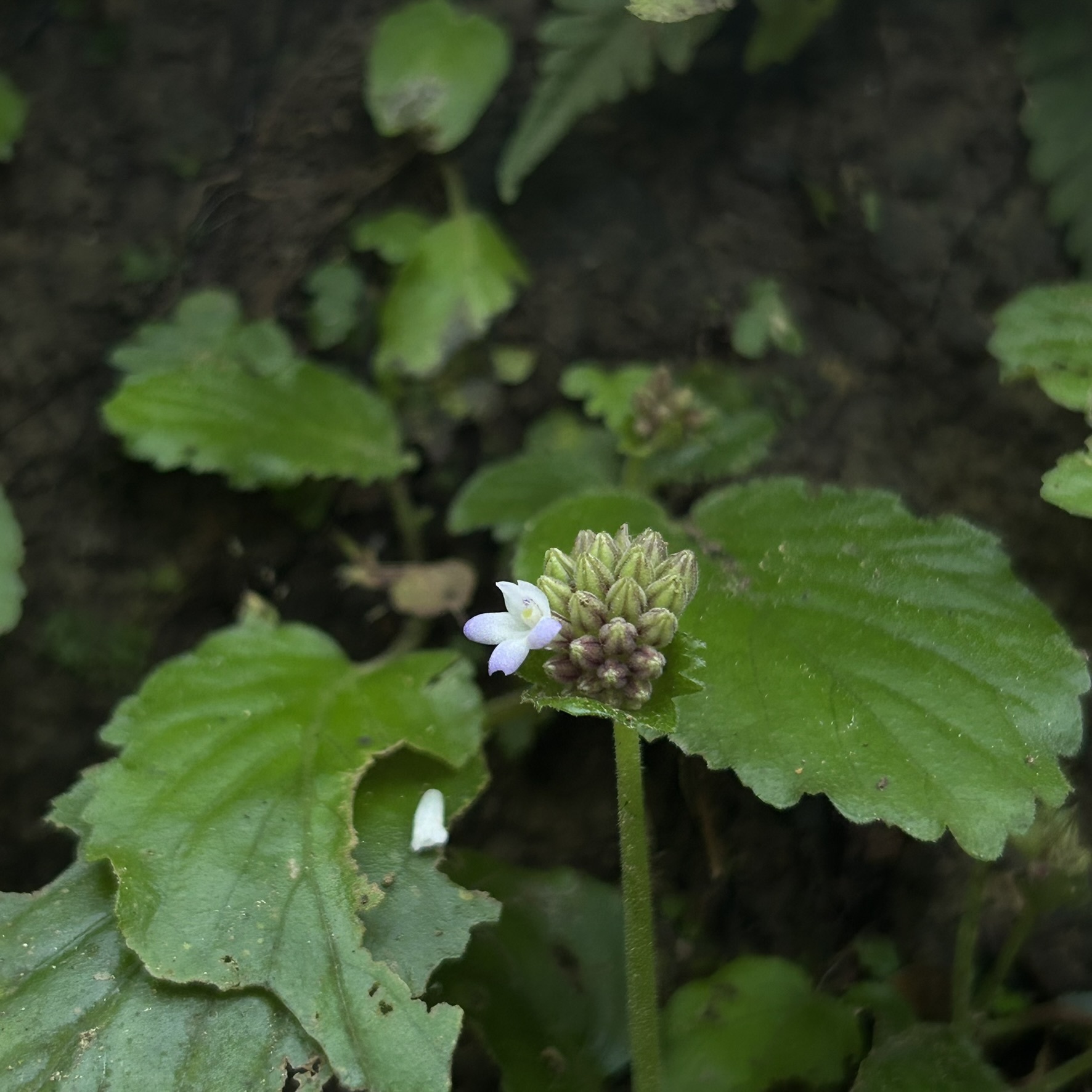 Epithema benthamii