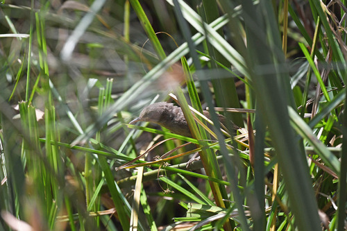 iNaturalist image
