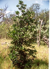 Rhizophora mucronata