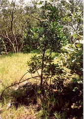 Rhizophora mucronata