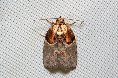 Garella vernoides · iNaturalist