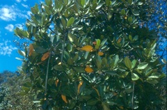 Rhizophora mucronata