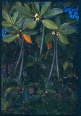 Rhizophora mucronata