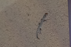 Mediodactylus danilewskii