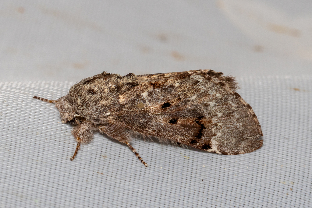 Fentonia bipunctus