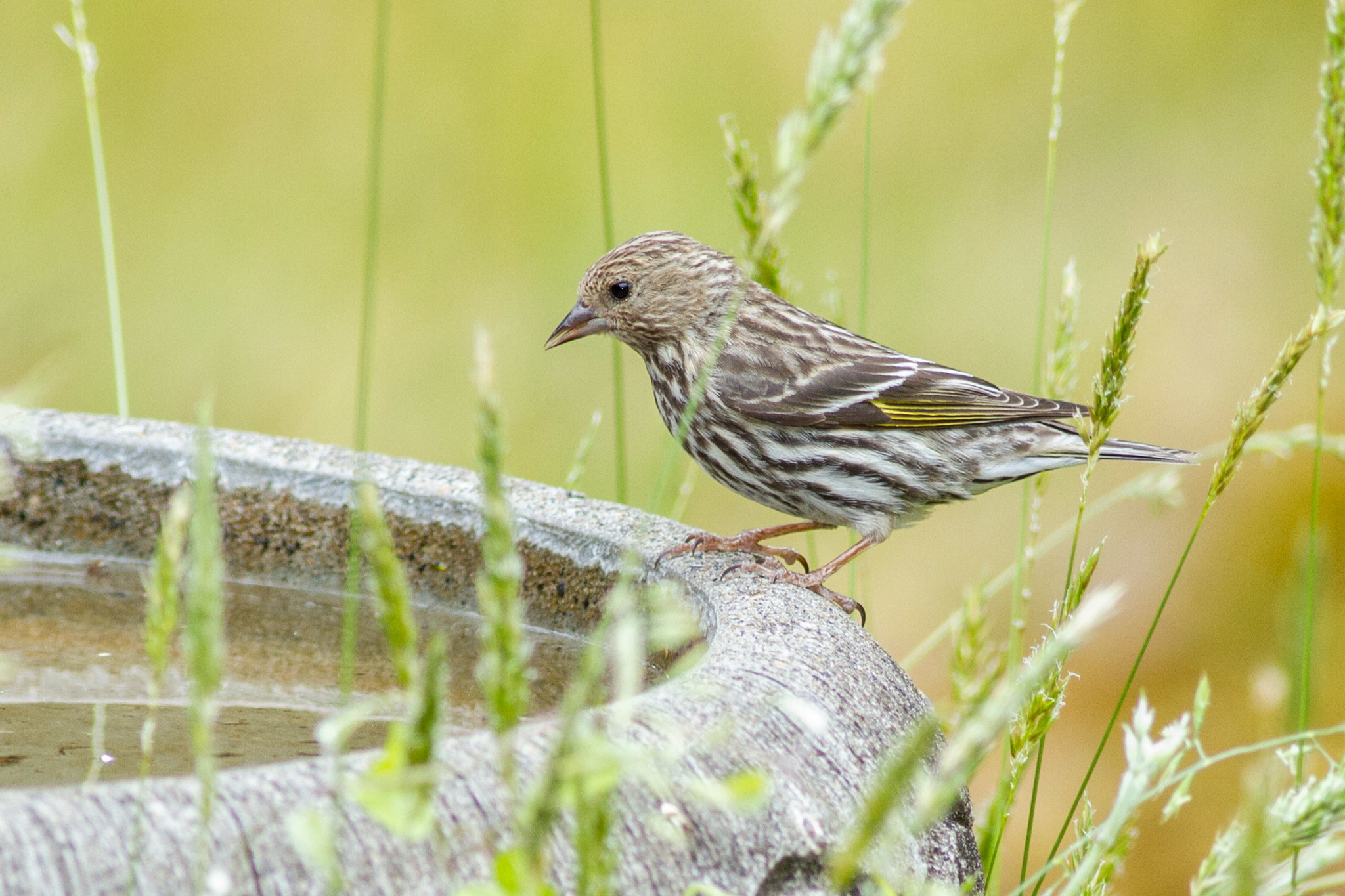 Pine Siskin