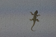 Mediodactylus danilewskii