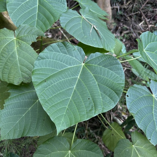 Reutealis trisperma observed 2024-11-24