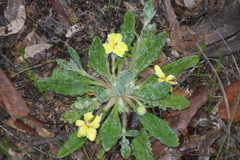 Goodenia convexa