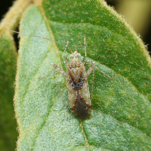 Phytocoris subvittatus