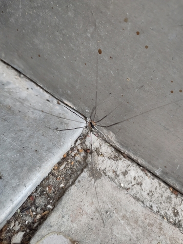 Leiobunum religiosum