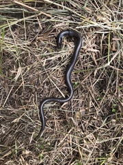 Ophisaurus ventralis image