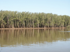 Avicennia marina