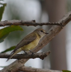 Microeca flavigaster