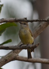 Microeca flavigaster