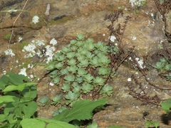Sedum glaucophyllum