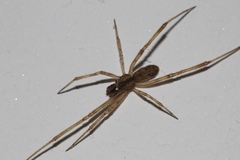 Episinus angulatus