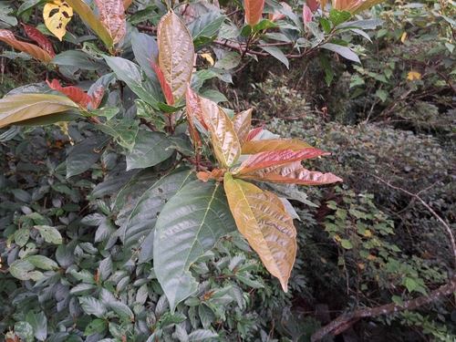 Image of Ficus benguetensis by (c) vrxz, some rights reserved (CC BY-SA)