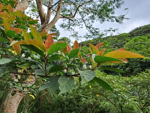 Image of Ficus benguetensis by (c) vrxz, some rights reserved (CC BY-SA)