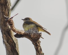 Microeca flavigaster