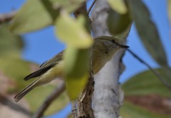 Microeca flavigaster