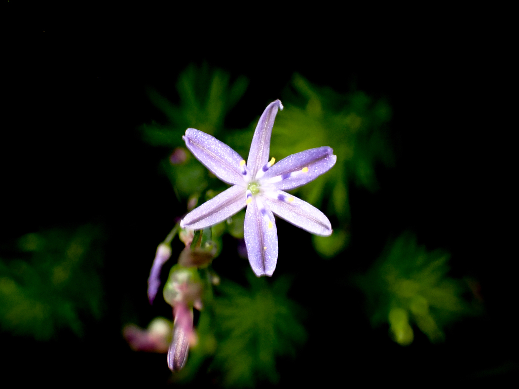 Caesia Parviflora Vittata From Bouddi Coastal Walk NSW Australia On caesia-parviflora-vittata-from-bouddi-coastal-walk-nsw-australia-on