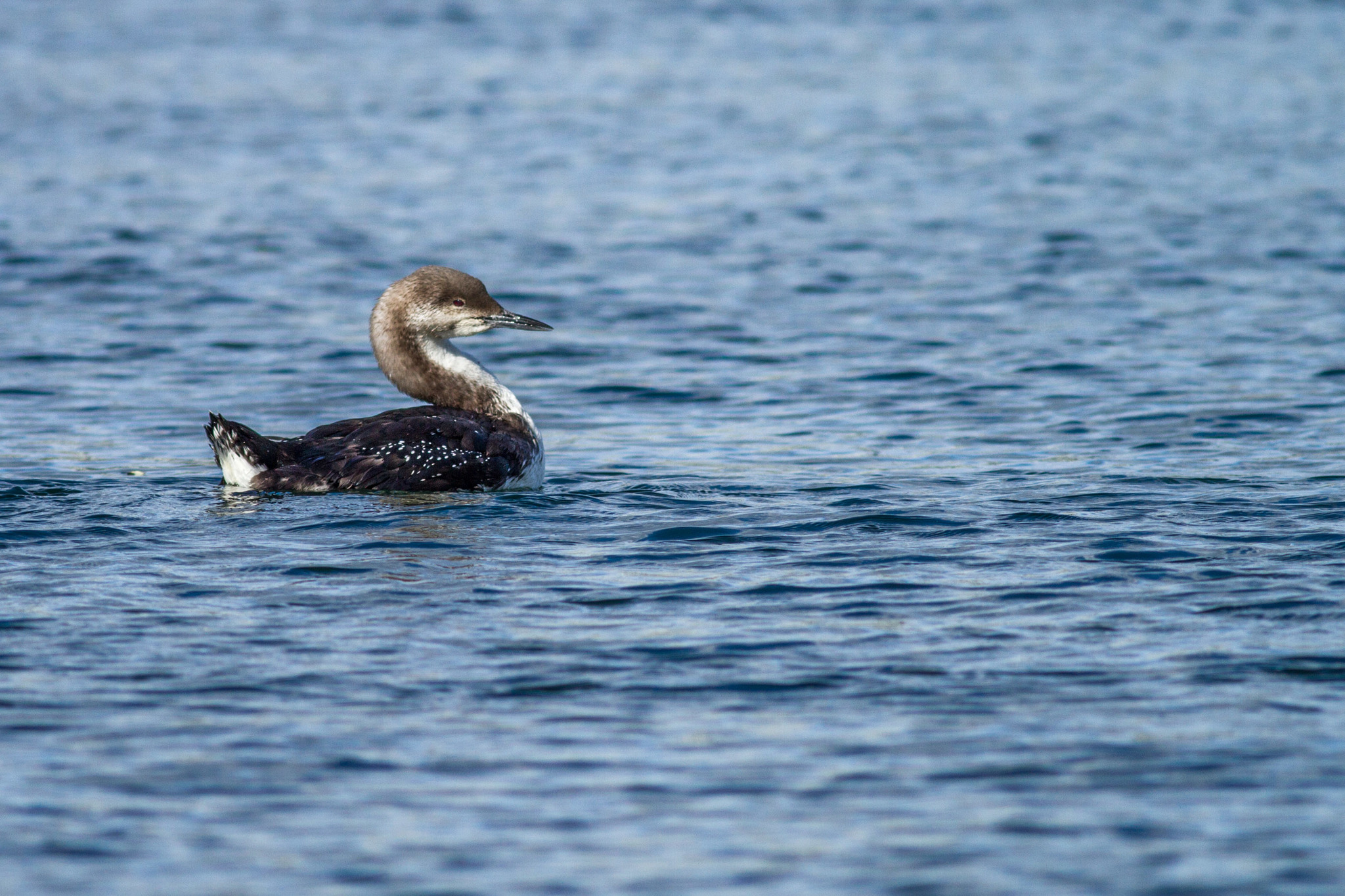Pacific Loon