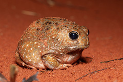 Desert Spadefoot Toad photo 1