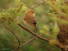 Cisticola troglodytes