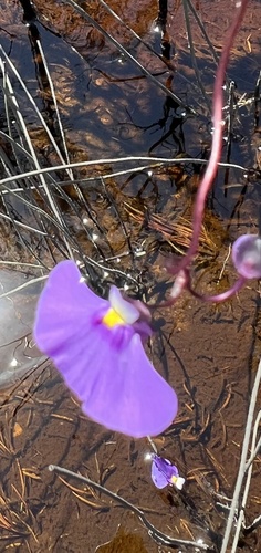 Utricularia volubilis R.Br. 2