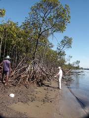 Rhizophora mucronata