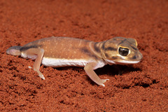 Smooth Knob-Tail photo 4
