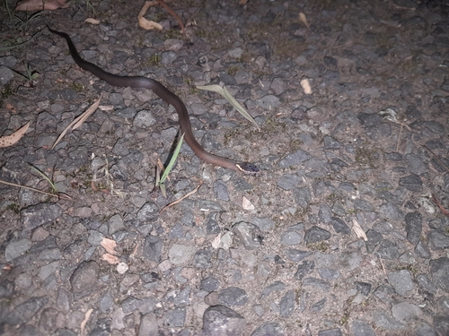 Golden-crowned Snake sighting
