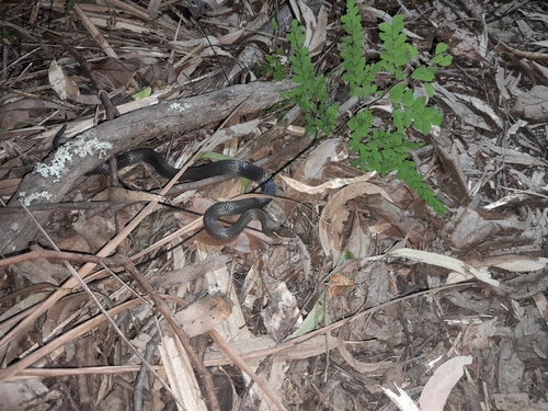 Golden-crowned Snake sighting
