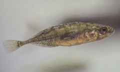 Pungitius laevis