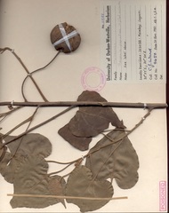 Thespesia populnea