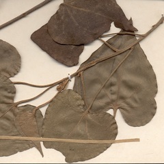 Thespesia populnea