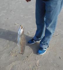 Urophycis brasiliensis