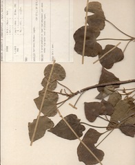 Thespesia populnea