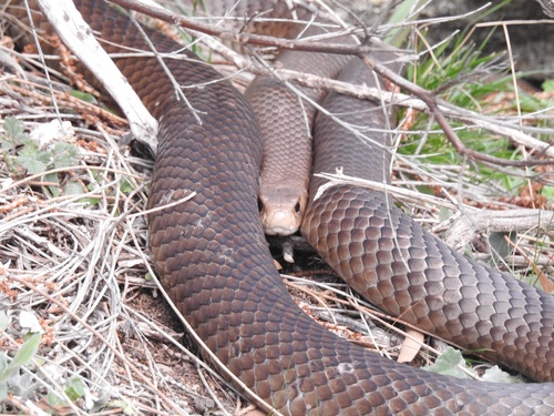 Eastern Brown Snake sighting