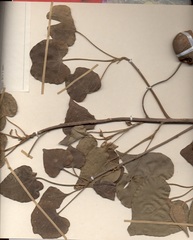 Thespesia populnea
