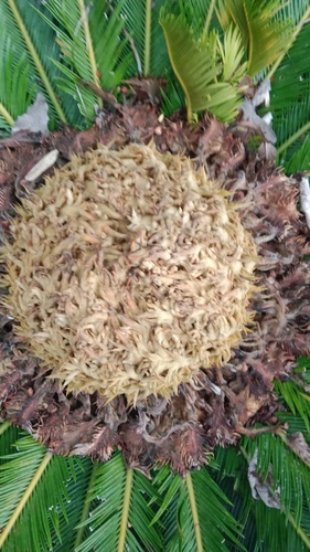 Sago cycad