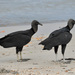 American Black Vultures - Photo (c) Cláudio Dias Timm, some rights reserved (CC BY-NC-SA)