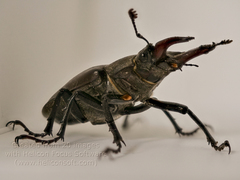 Lucanus cervus
