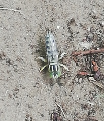 Stictia