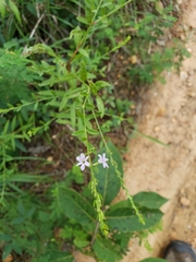 Lythrum alatum lanceolatum