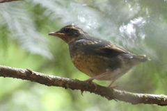 Ixoreus naevius carlottae