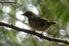 Ixoreus naevius carlottae