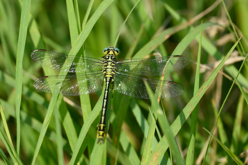 River Clubtail, Deventer, Netherlands, photo 8 of 10